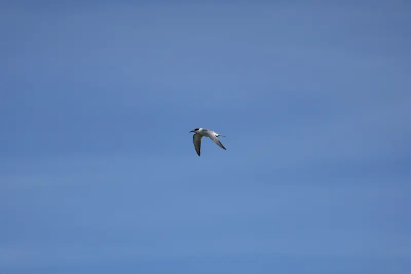 Forster's tern, Mar 13, 2026