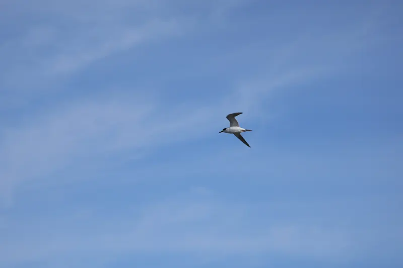 Forster's tern, Mar 13, 2026