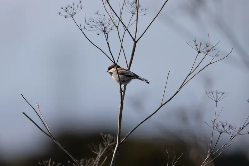 Chestnut-backed Chickadee, Mar 13, 2026