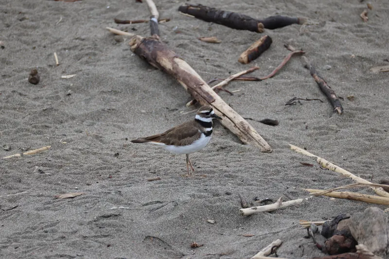 Killdeer, Mar 13, 2026