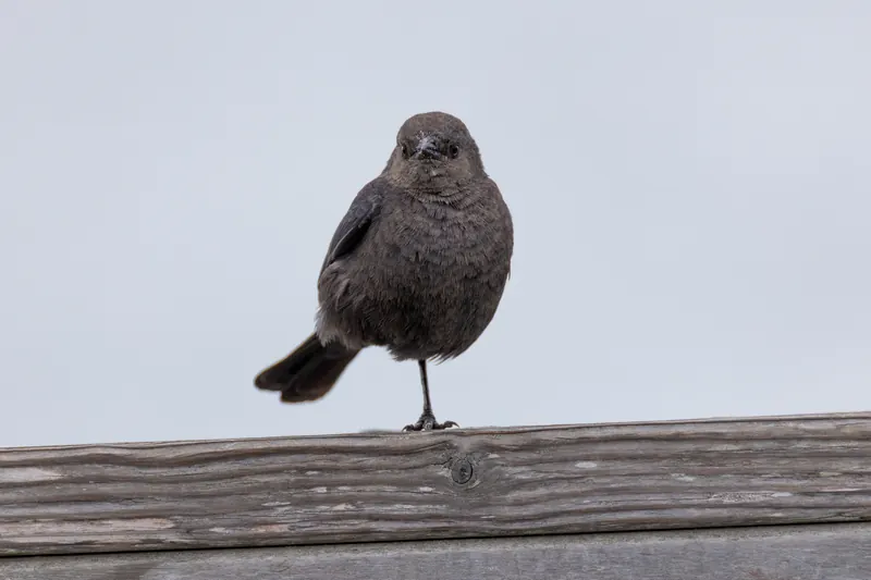 Brewer's Blackbird, Mar 13, 2026