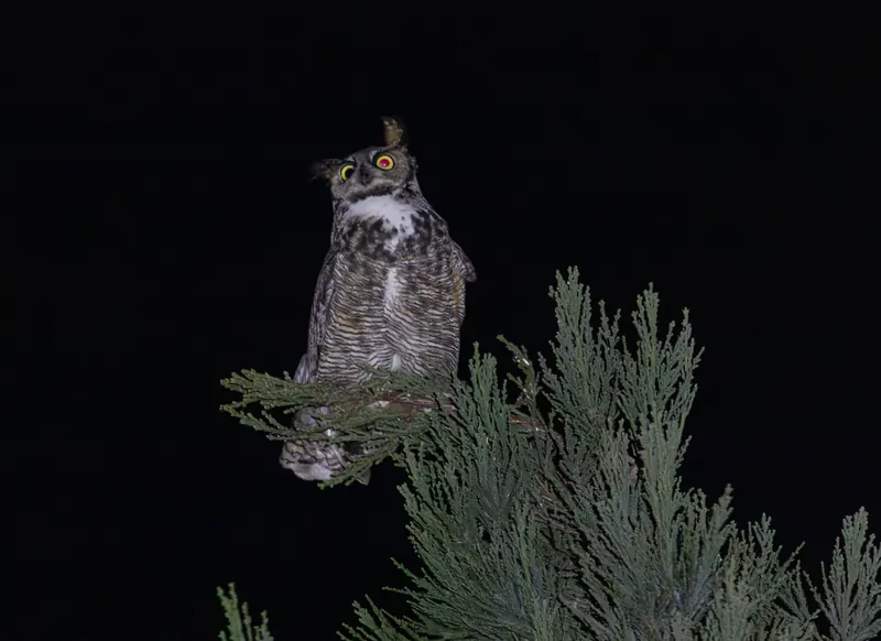 Great Horned Owl, Mar 17, 2026