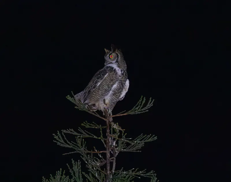 Great Horned Owl, Mar 17, 2026
