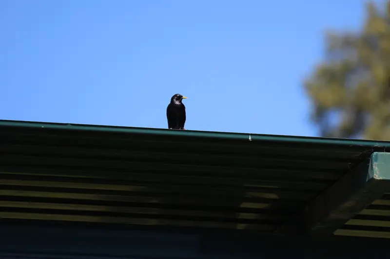 European Starling, Mar 20, 2026