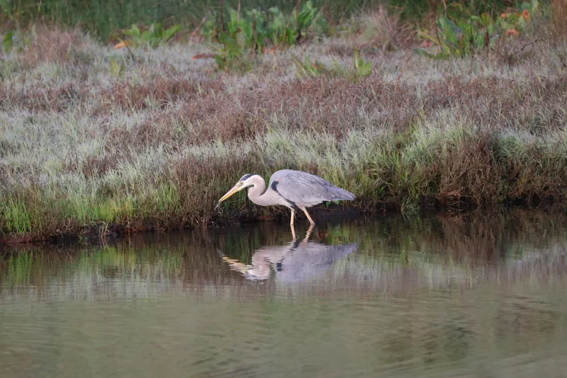 Great Blue Heron, Mar 27, 2026
