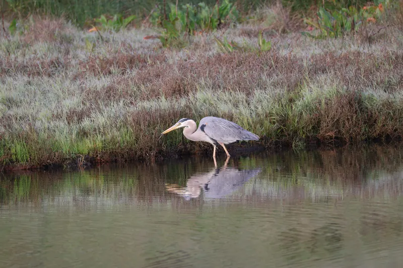 Great Blue Heron, Mar 27, 2026