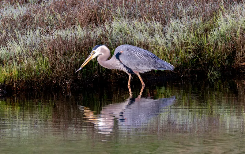 Great Blue Heron, Mar 27, 2026