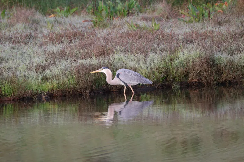 Great Blue Heron, Mar 27, 2026
