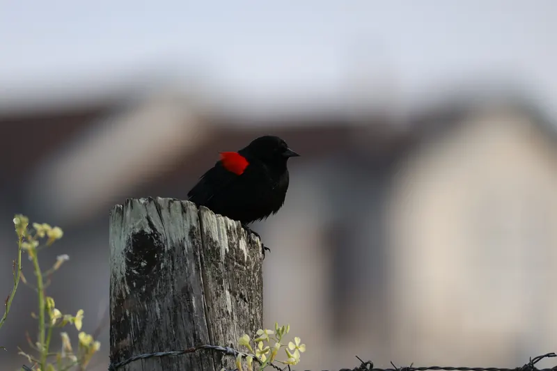 Red-winged Blackbird, Mar 27, 2026