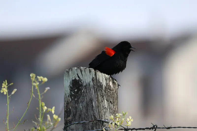 Red-winged Blackbird, Mar 27, 2026