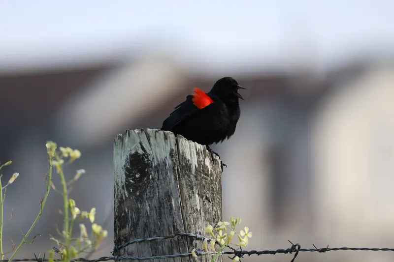 Red-winged Blackbird, Mar 27, 2026
