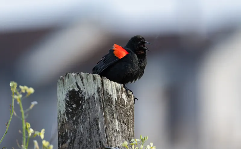 Red-winged Blackbird, Mar 27, 2026