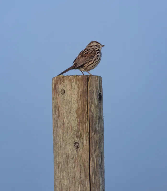 Savannah Sparrow, Mar 27, 2026
