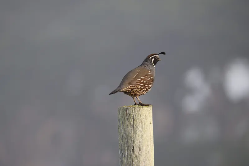 California Quail, Mar 27, 2026