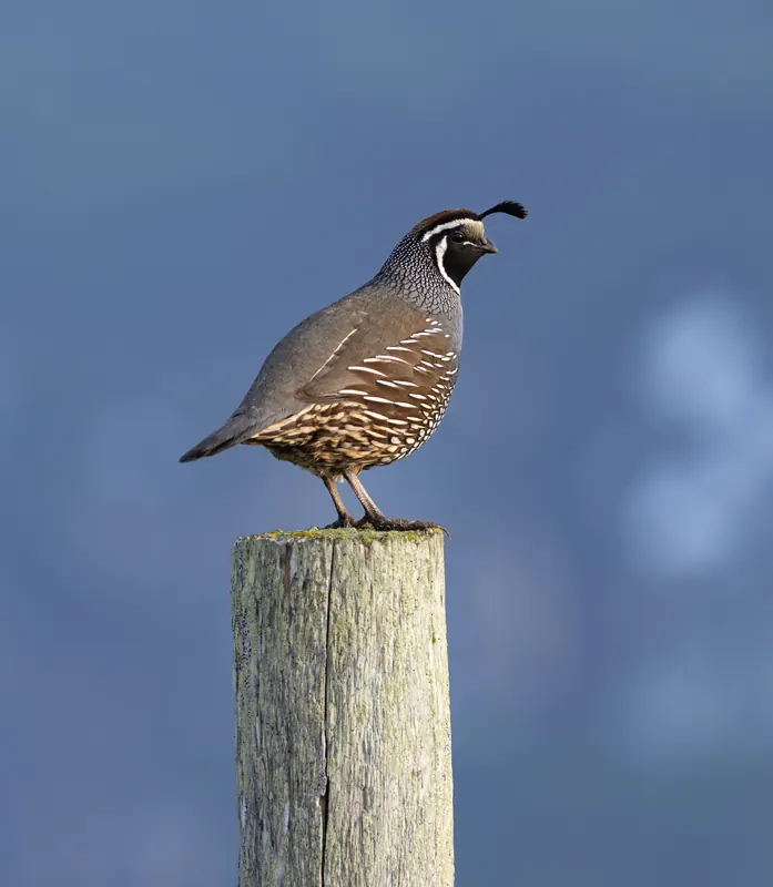 California Quail, Mar 27, 2026