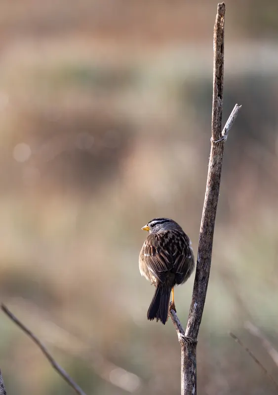 White-crowned Sparrow, Mar 27, 2026