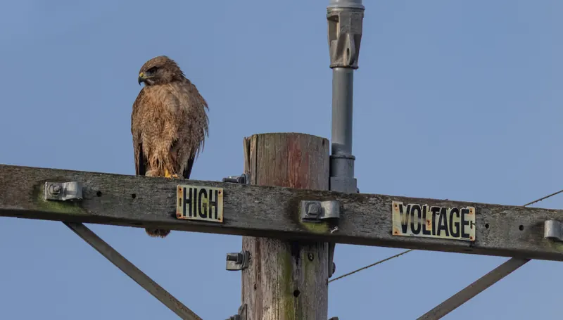 Red-tailed Hawk, Mar 27, 2026