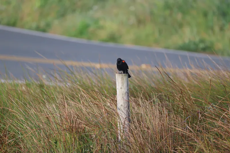 Red-winged Blackbird, Mar 27, 2026