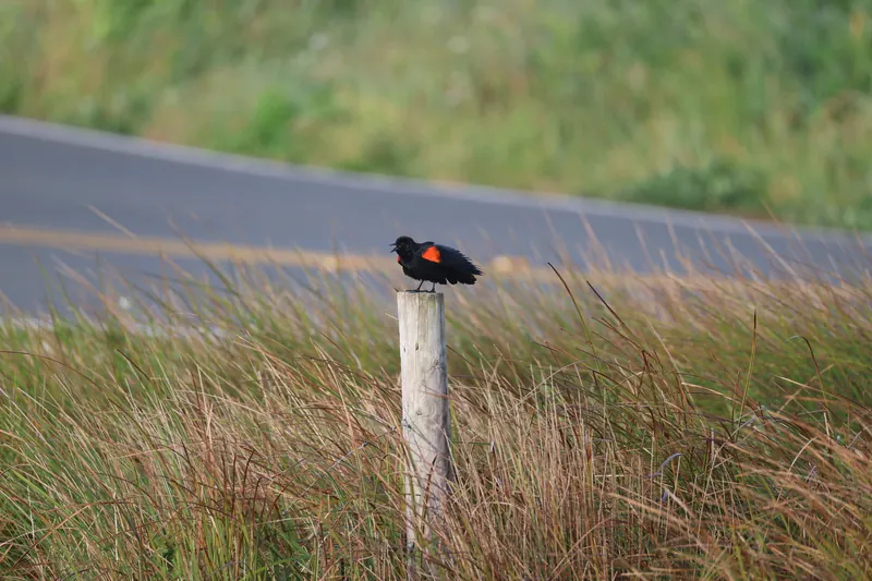 Red-winged Blackbird, Mar 27, 2026