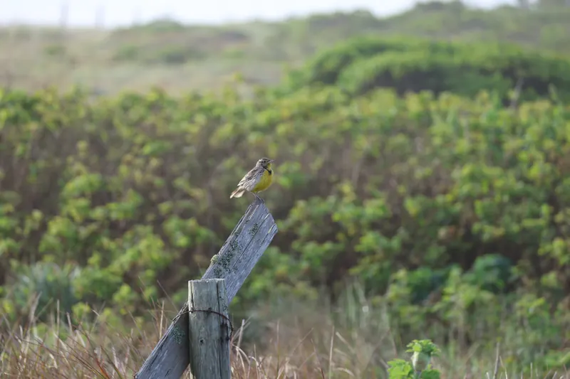 Western Meadowlark, Mar 27, 2026