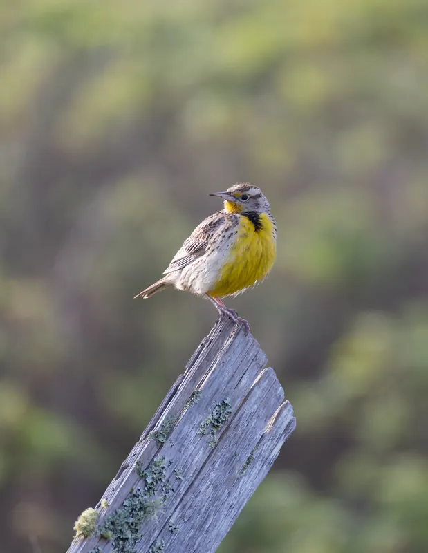 Western Meadowlark, Mar 27, 2026