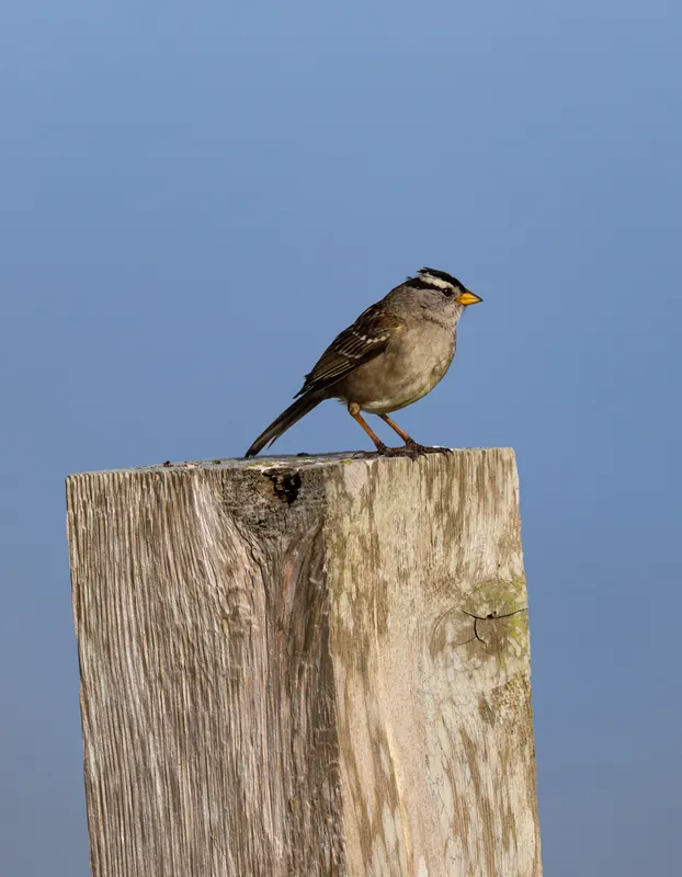 White-crowned Sparrow, Mar 27, 2026