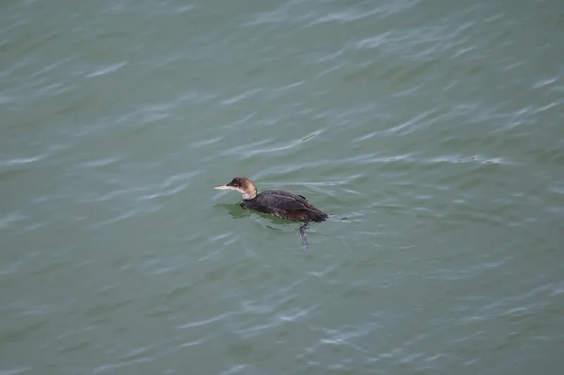 Common Loon, Mar 27, 2026