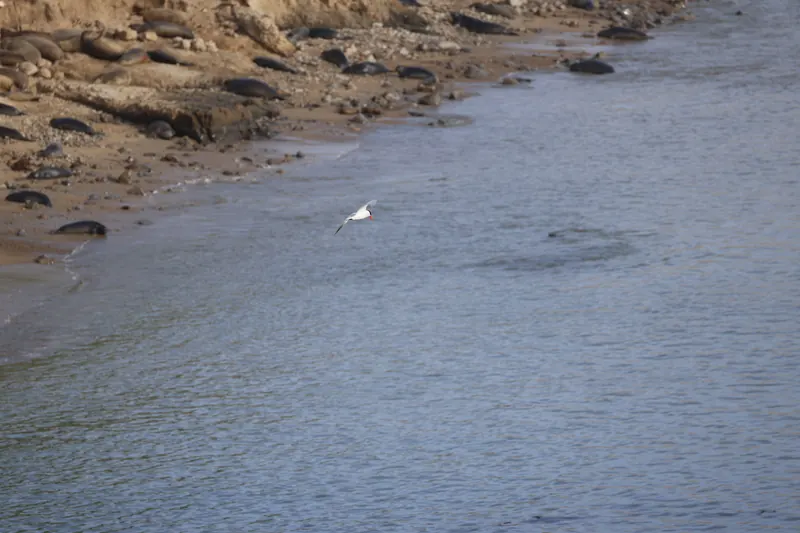 Caspian tern, Mar 27, 2026