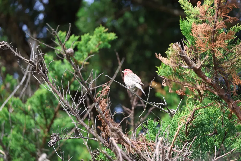 House Finch, Mar 27, 2026