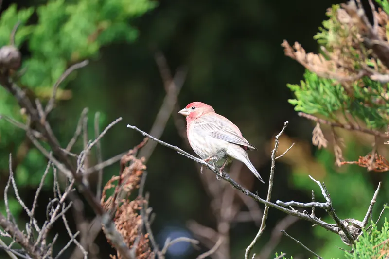 House Finch, Mar 27, 2026