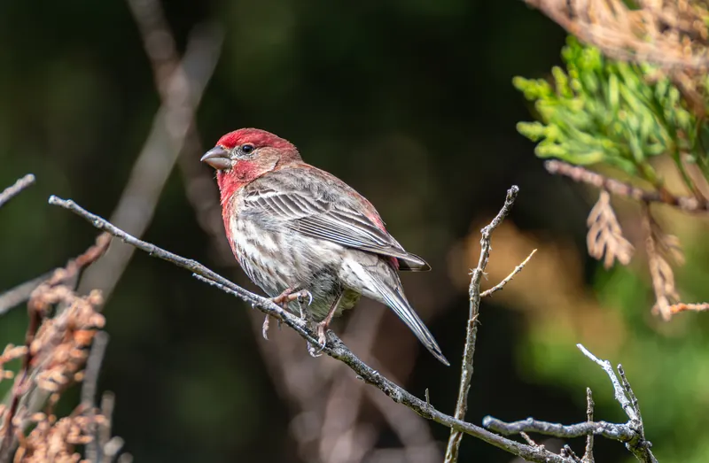 House Finch, Mar 27, 2026