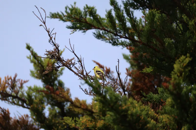 American Goldfinch, Mar 27, 2026