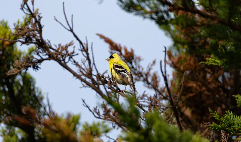 American Goldfinch, Mar 27, 2026