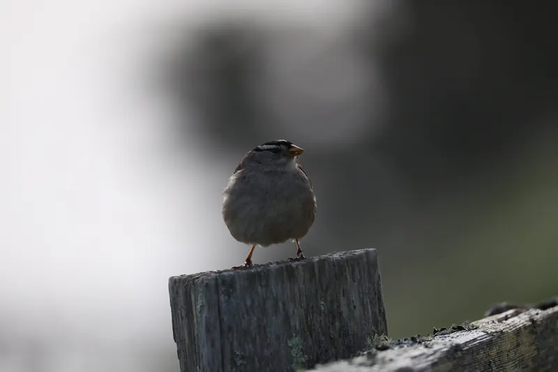 White-crowned Sparrow, Mar 27, 2026