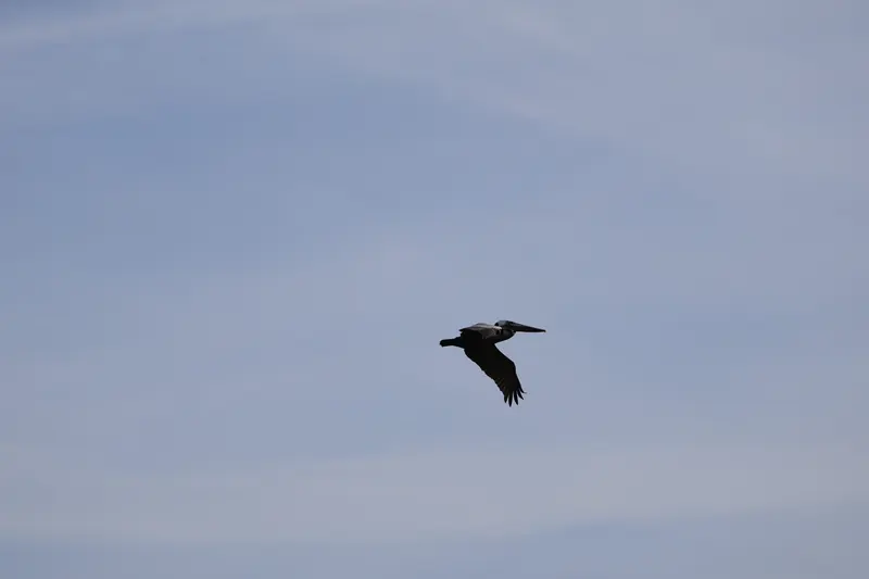 Brown Pelican, Mar 27, 2026