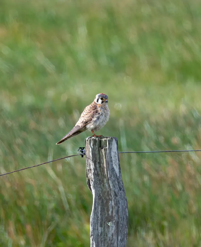 American Kestrel, Mar 27, 2026
