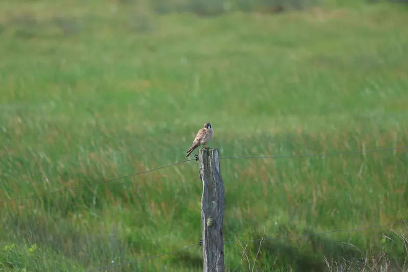 American Kestrel, Mar 27, 2026