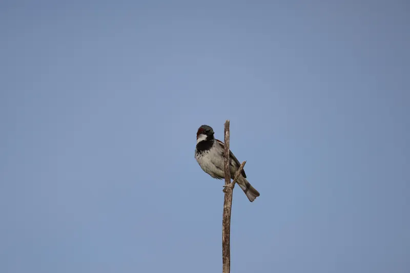 House Sparrow, Mar 27, 2026