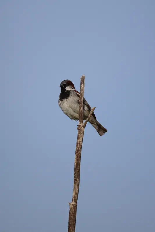 House Sparrow, Mar 27, 2026