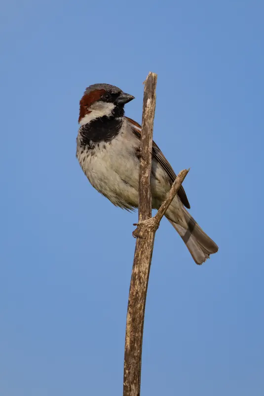 House Sparrow, Mar 27, 2026