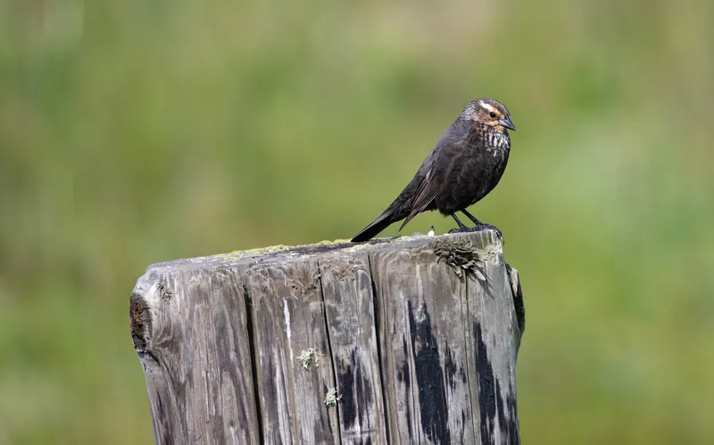 Red-winged Blackbird, Mar 27, 2026