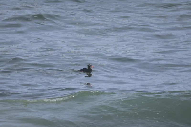 Surf Scoter, Mar 27, 2026