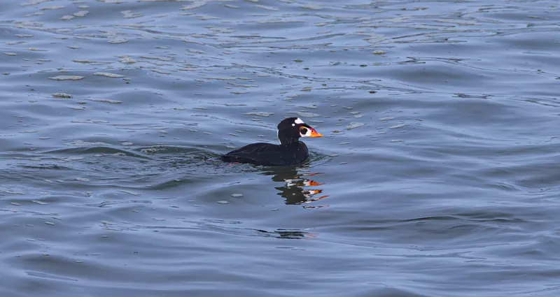 Surf Scoter, Mar 27, 2026