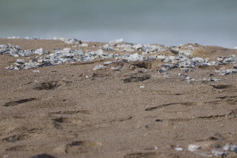 Least sandpiper, Mar 27, 2026