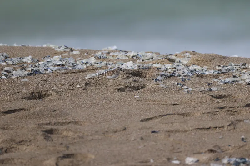 Least sandpiper, Mar 27, 2026