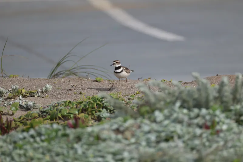 Killdeer, Mar 27, 2026
