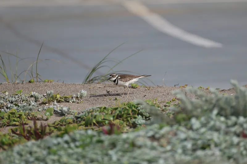 Killdeer, Mar 27, 2026