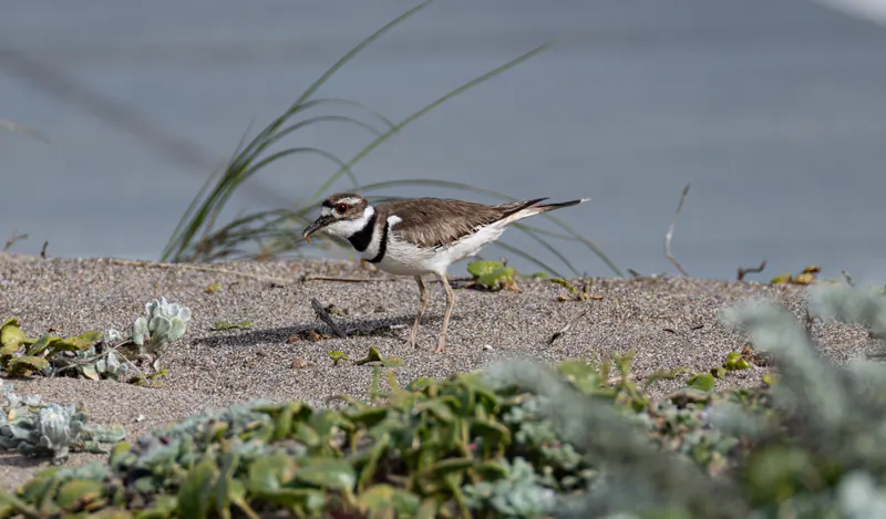 Killdeer, Mar 27, 2026