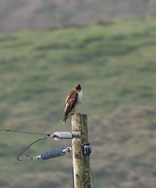Swainson's Hawk, Mar 27, 2026
