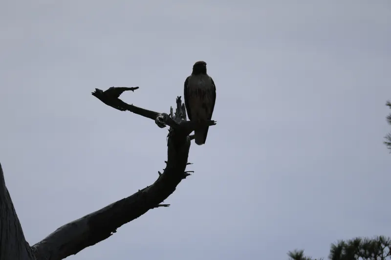 Red-tailed Hawk, Mar 27, 2026